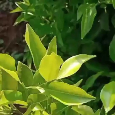 金秋砂糖橘苗，支持线上交易，包挂果，假一赔十，放心购买。