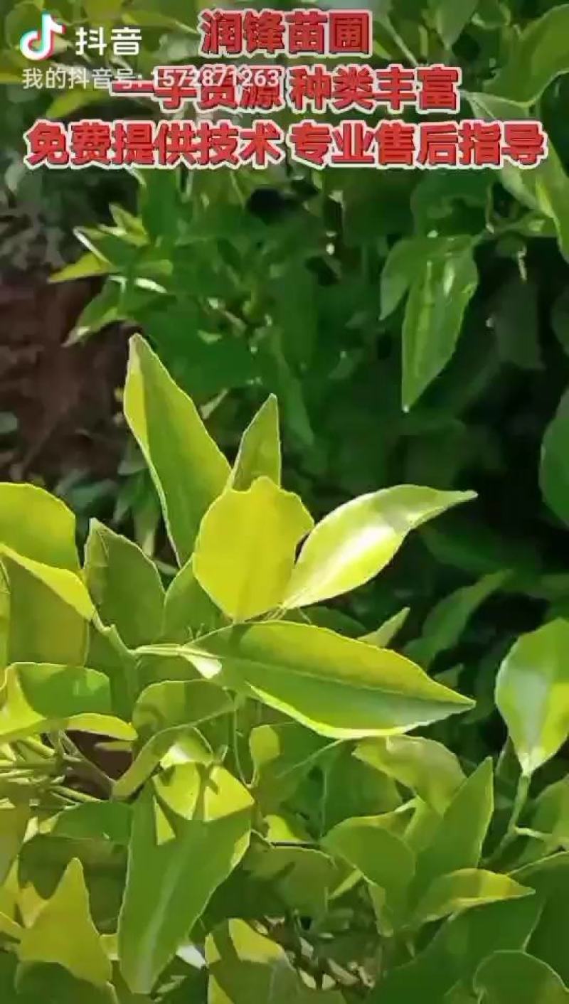 金秋砂糖橘苗，支持线上交易，包挂果，假一赔十，放心购买。