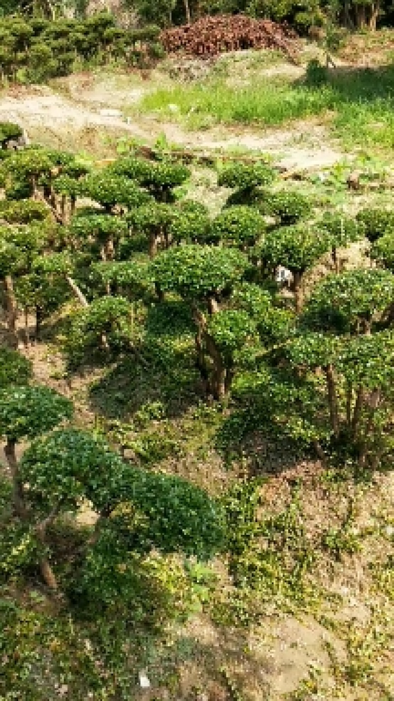 小叶赤楠一手货源自产自销，有需要的朋友欢迎来基地参观谢谢