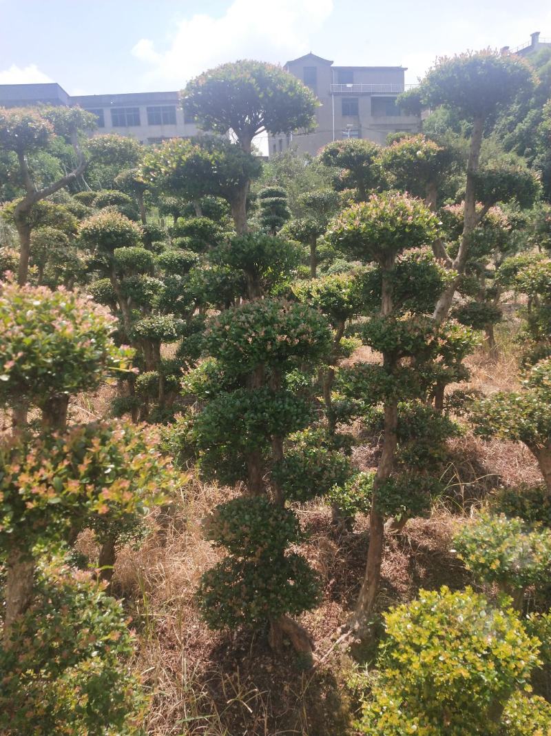 小叶赤楠一手货源自产自销，有需要的朋友欢迎来基地参观谢谢