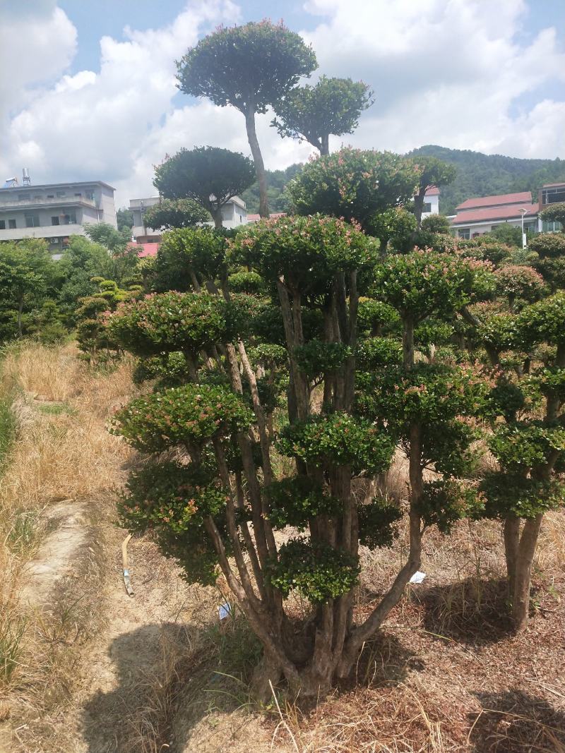 小叶赤楠一手货源自产自销，有需要的朋友欢迎来基地参观谢谢