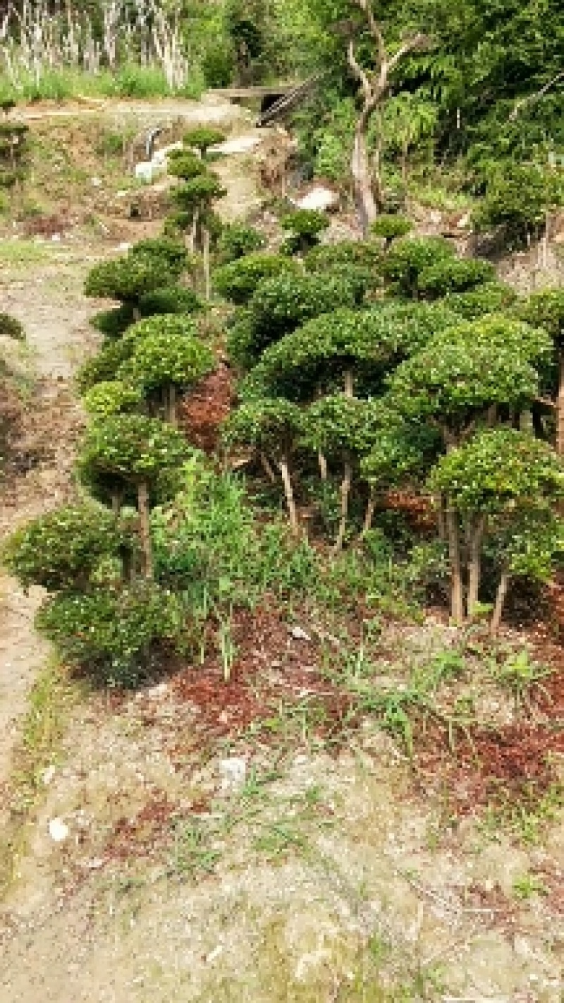 小叶赤楠一手货源自产自销，有需要的朋友欢迎来基地参观谢谢