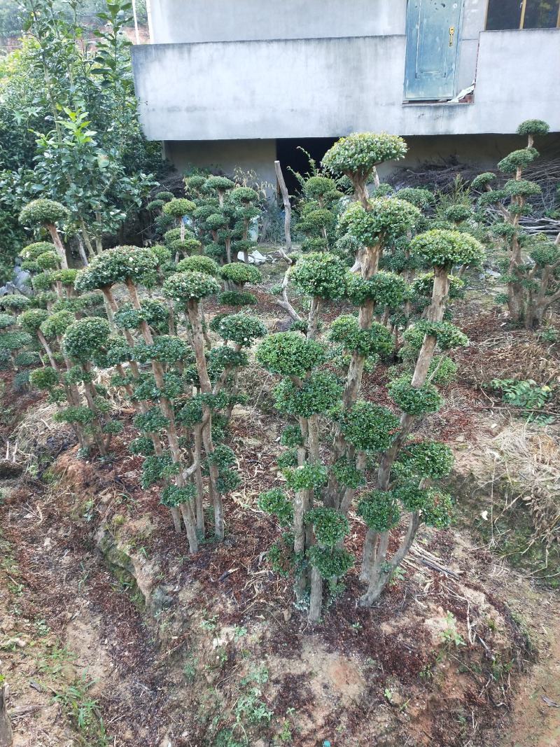 小叶赤楠一手货源自产自销，有需要的朋友欢迎来基地参观谢谢