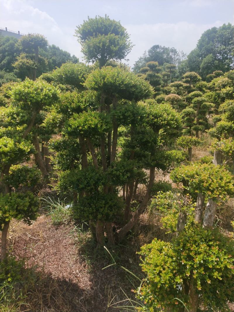 小叶赤楠一手货源自产自销，有需要的朋友欢迎来基地参观谢谢