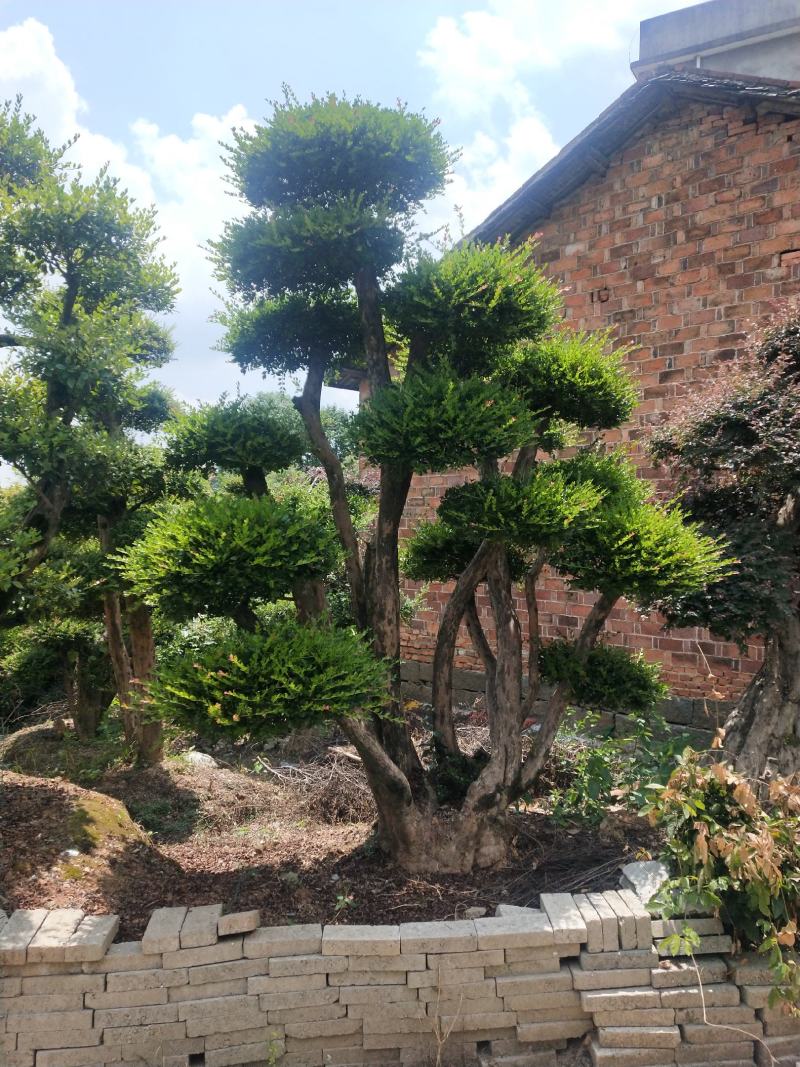 小叶赤楠一手货源自产自销，有需要的朋友欢迎来基地参观谢谢