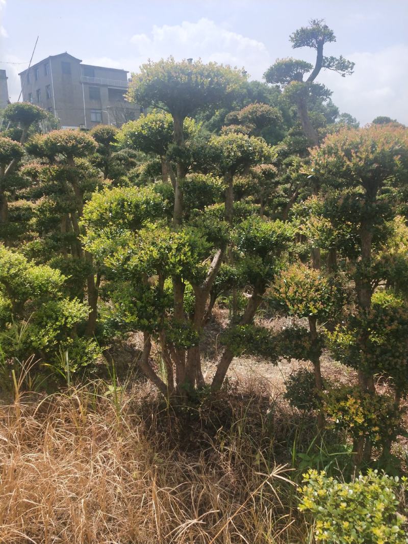 小叶赤楠一手货源自产自销，有需要的朋友欢迎来基地参观谢谢