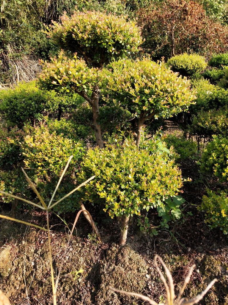 小叶赤楠一手货源自产自销，有需要的朋友欢迎来基地参观谢谢