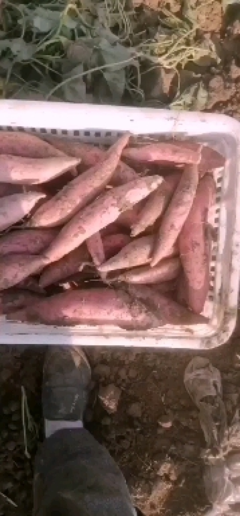 烟薯25，3-6两微商联系，灌袋子。灌网袋都可以