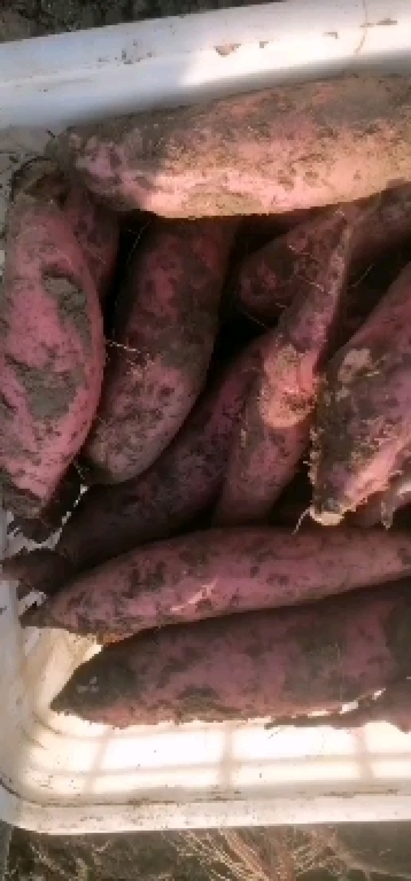 烟薯25，3-6两微商联系，灌袋子。灌网袋都可以
