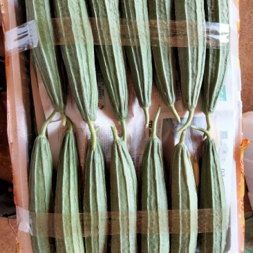 广东徐闻精品丝瓜