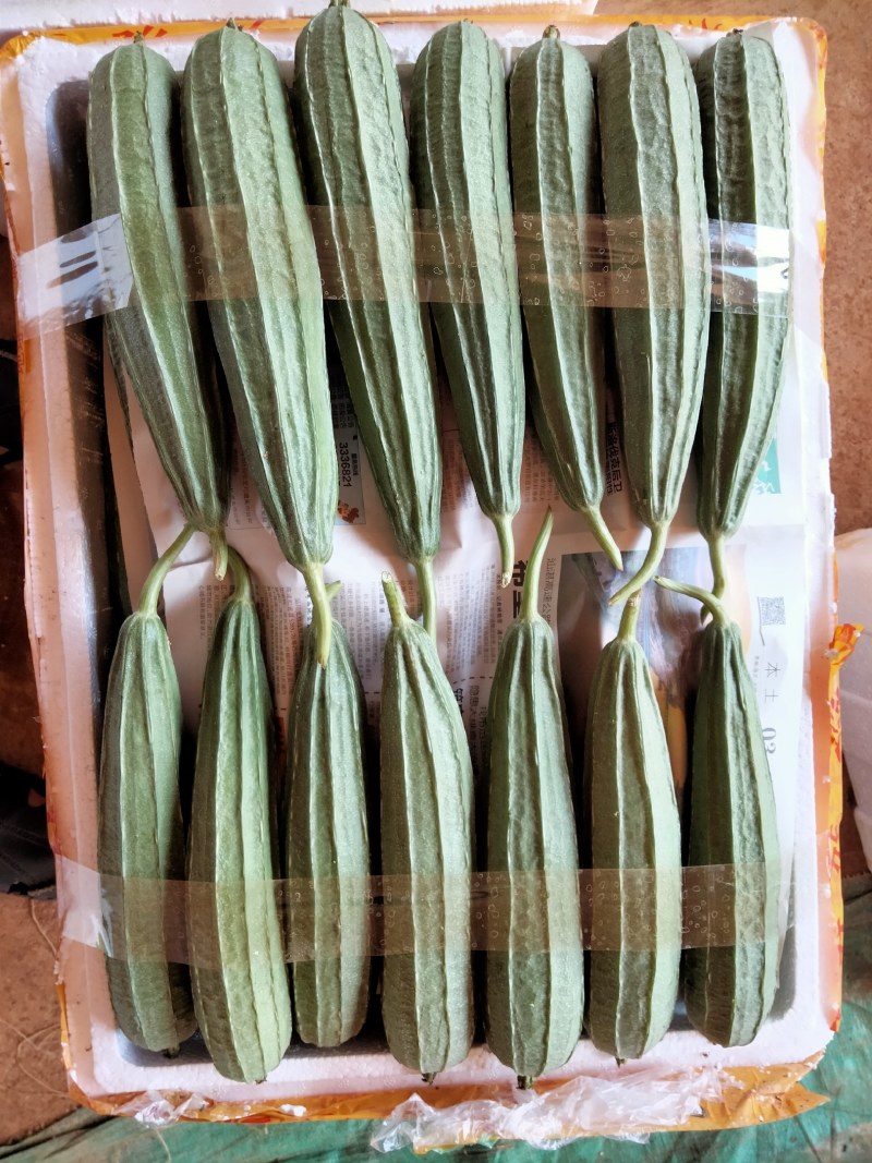广东徐闻精品丝瓜
