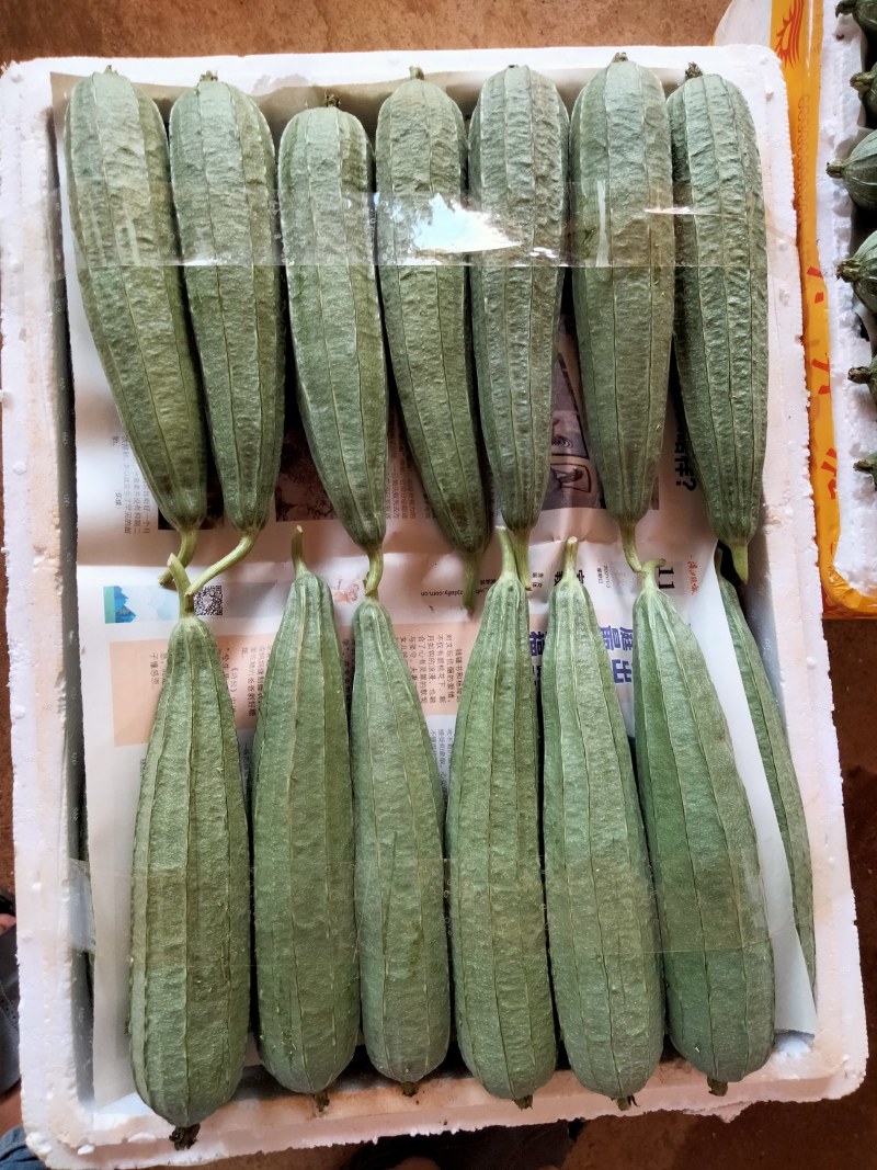 广东徐闻精品丝瓜