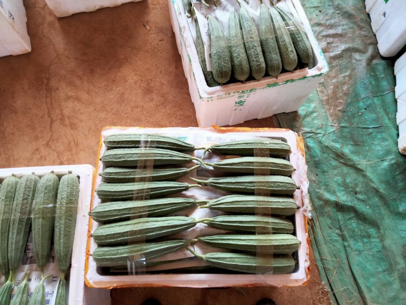广东徐闻精品丝瓜