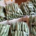 广东徐闻精品丝瓜