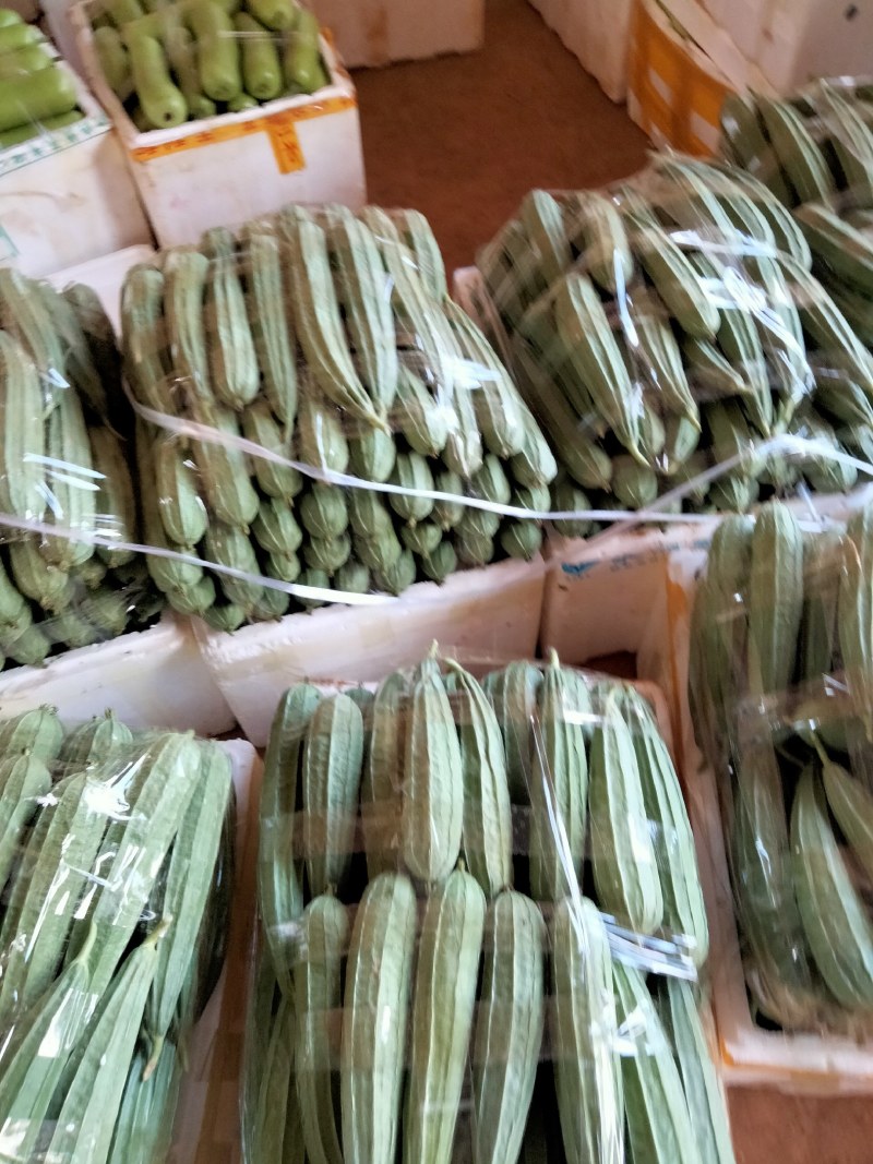 广东徐闻精品丝瓜