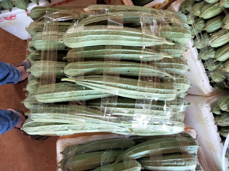 广东徐闻精品丝瓜