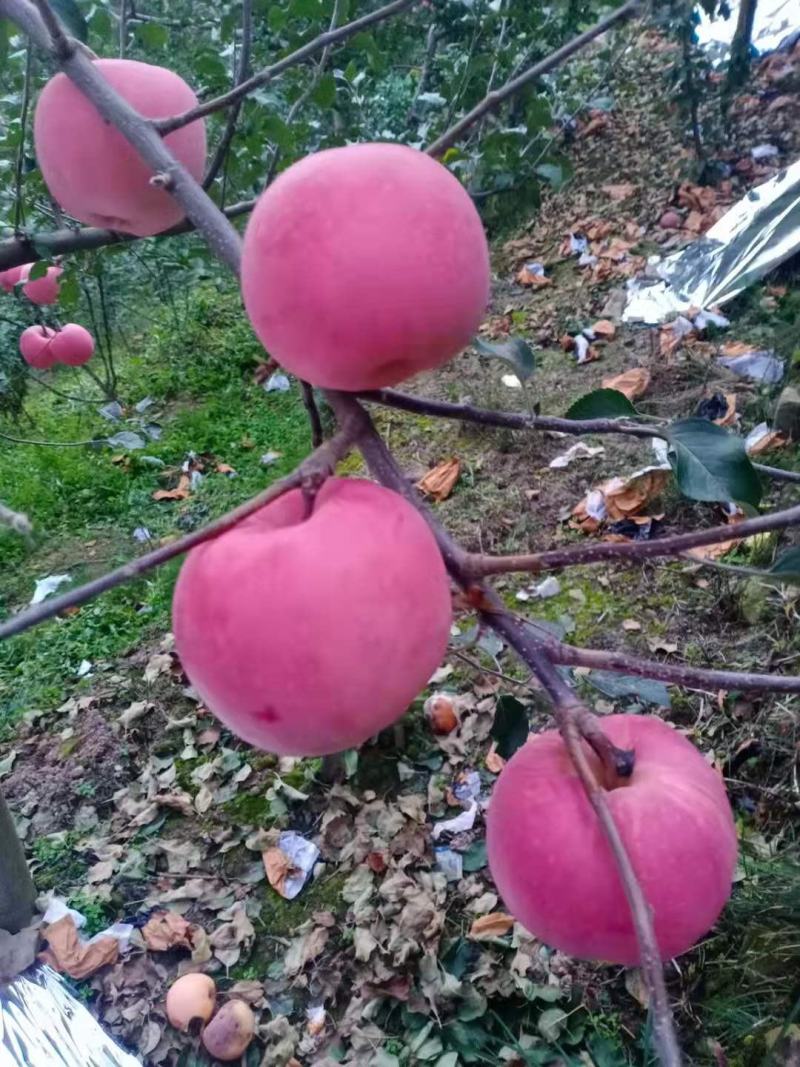 红富士套袋，一手货源，量大从优，产地直销欢迎各位老板来买