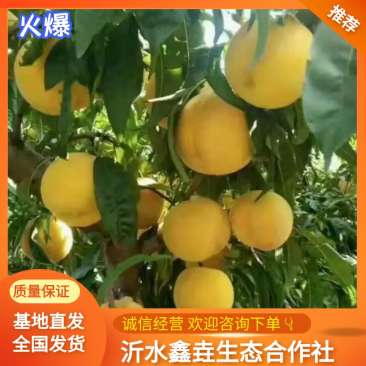 黄金密桃，产地直发，货源充足，口感脆甜多汁，支持一件代发