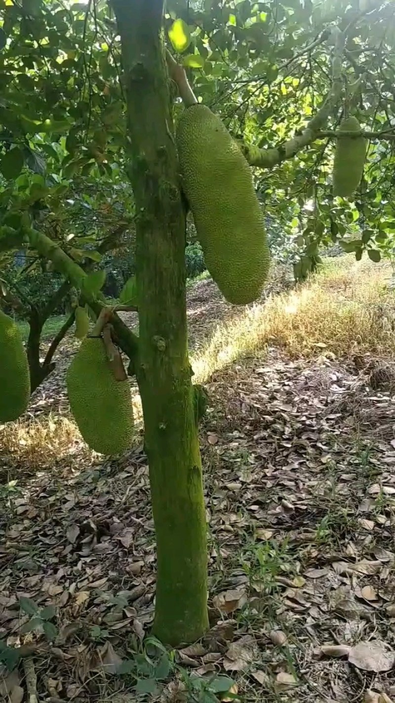 热销海南黄肉菠萝蜜