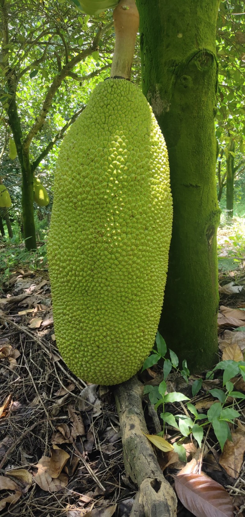 热销海南黄肉菠萝蜜