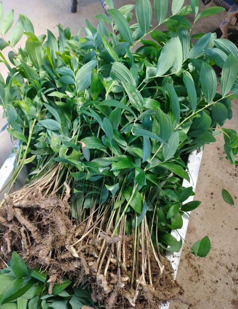 玉竹种苗药典规定南玉竹技术服务方法