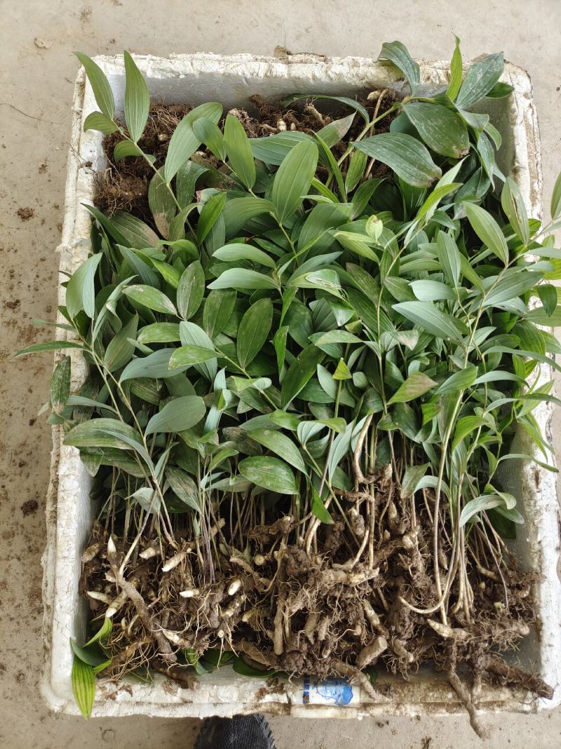 玉竹种苗药典规定南玉竹技术服务方法