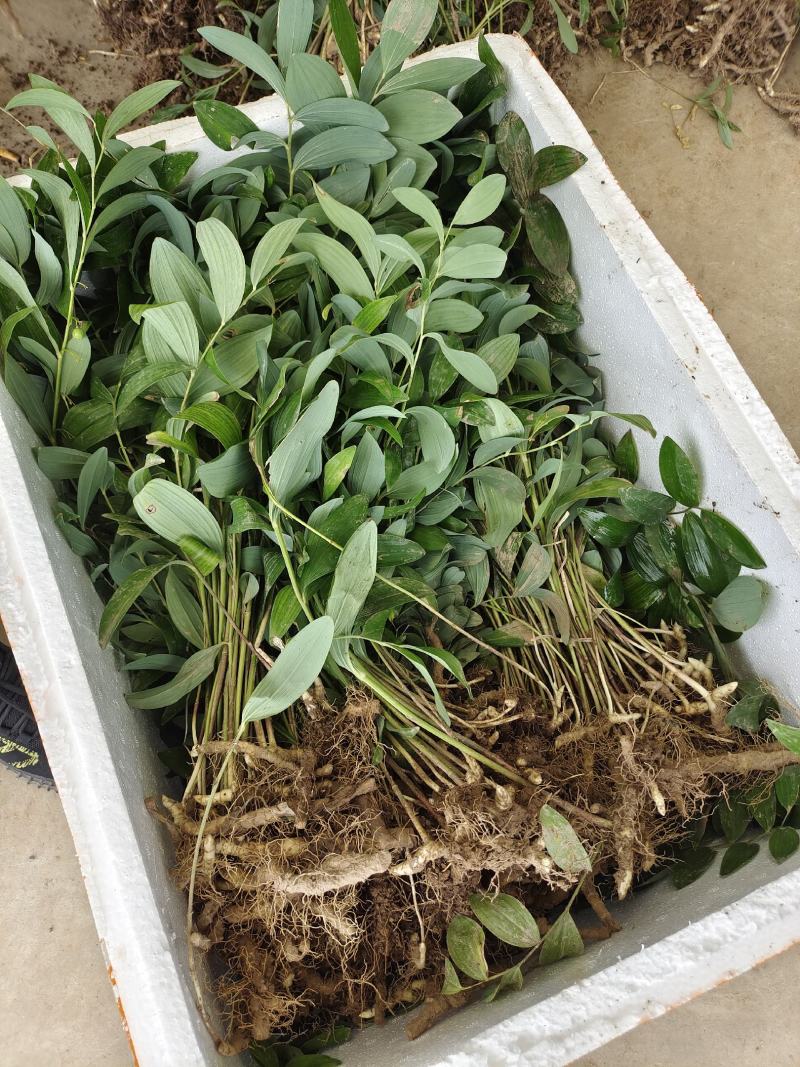 玉竹种苗药典规定南玉竹技术服务方法