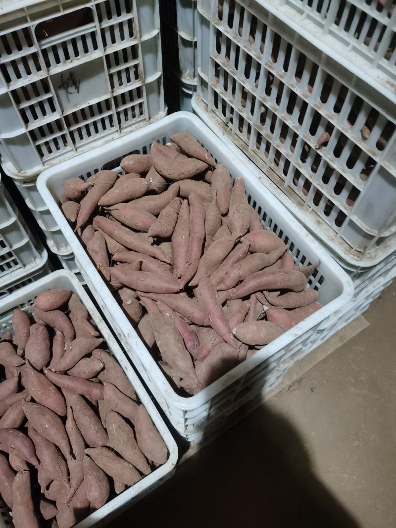 【推荐】烟薯25.大量供应价格实惠可以视频看货