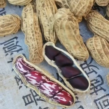 黑花生云南七彩花生云南基地一手地头价云南原生态花生