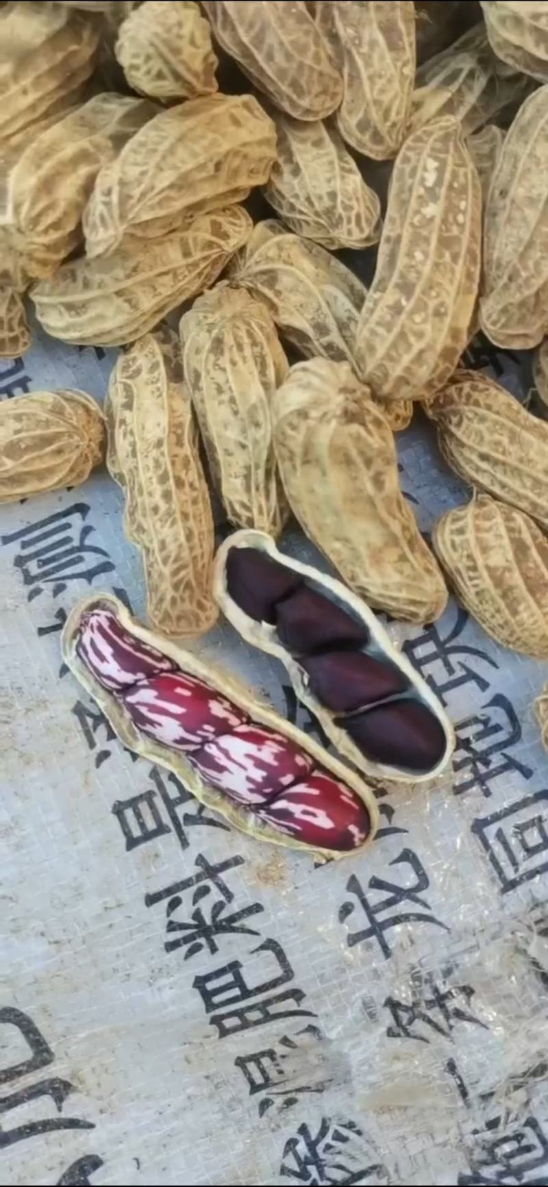 黑花生云南七彩花生云南基地一手地头价云南原生态花生
