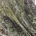 盐渍海带边丝大连旅顺厂家直销电商一件代发可以定制