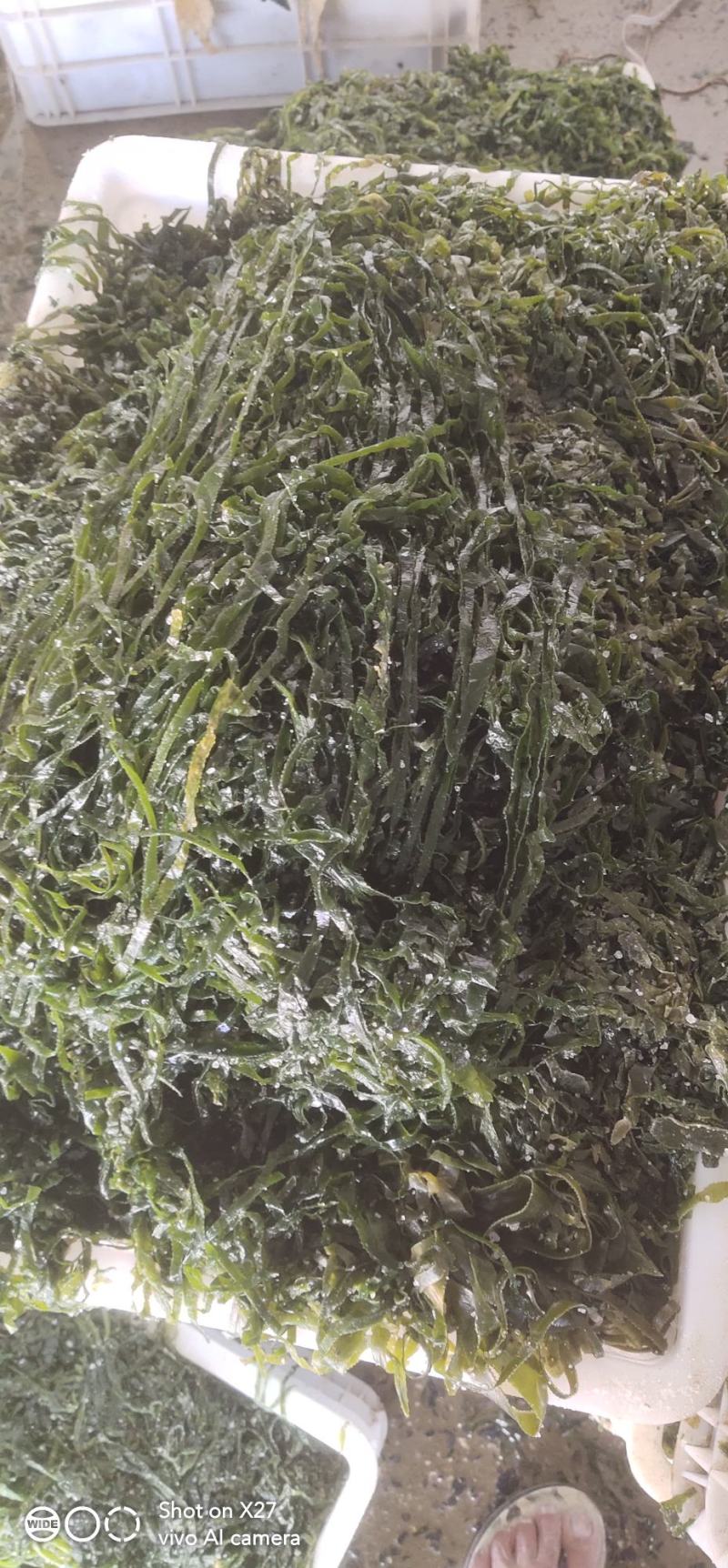 盐渍海带边丝大连旅顺厂家直销电商一件代发可以定制