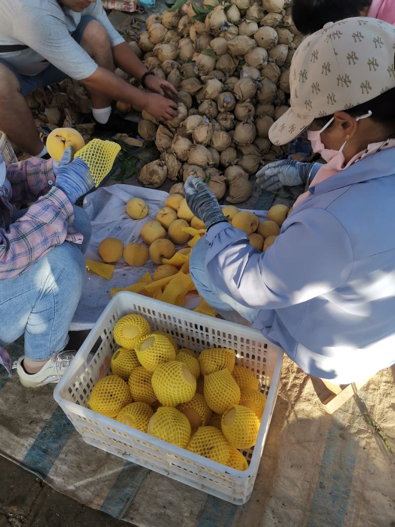 黄金蜜4号开卖，货源充足，一个地方100多亩，找大客商