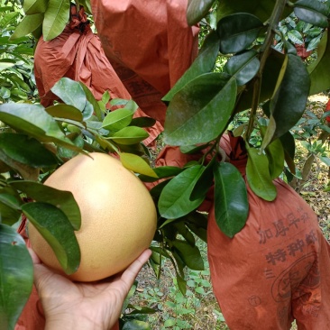 三红柚红心柚大量上市需要的联系