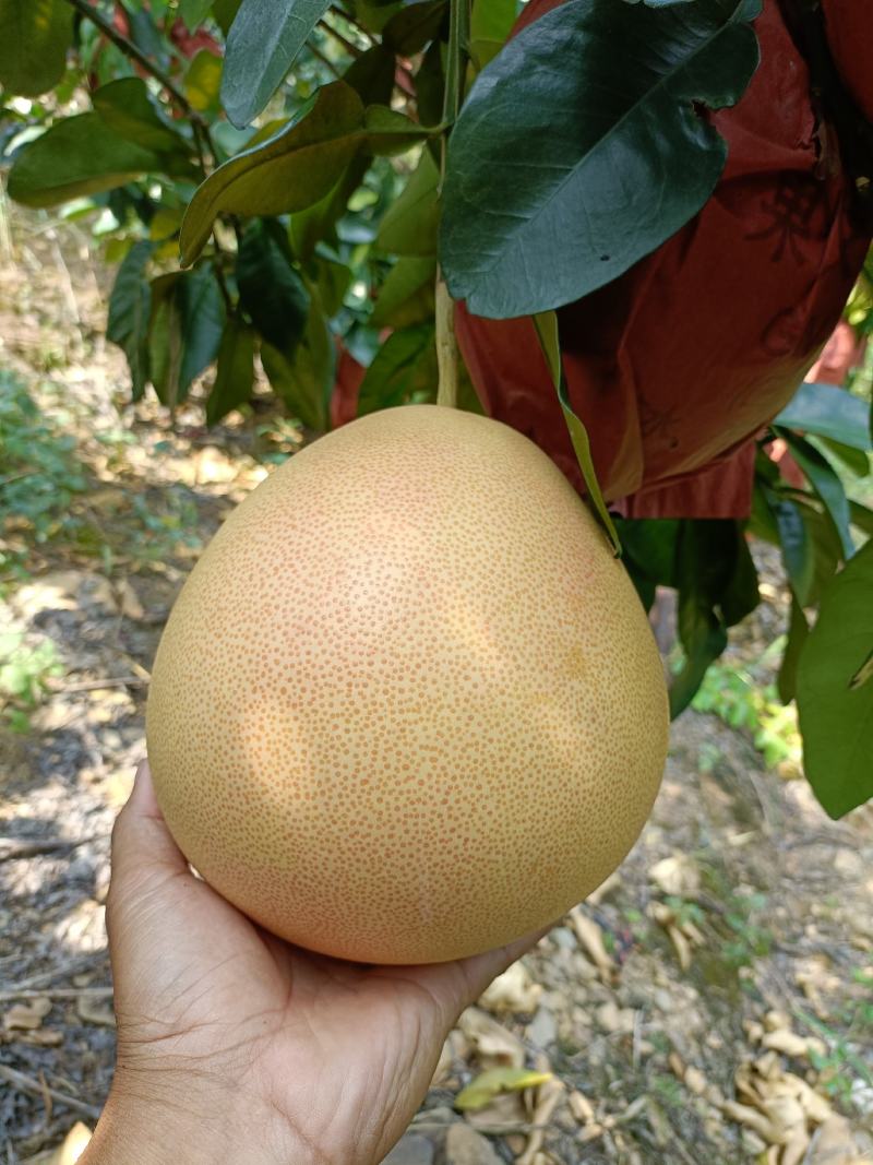 三红柚红心柚大量上市需要的联系