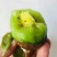 精品猕猴桃，高甜度猕猴桃大量上市，货量充足。