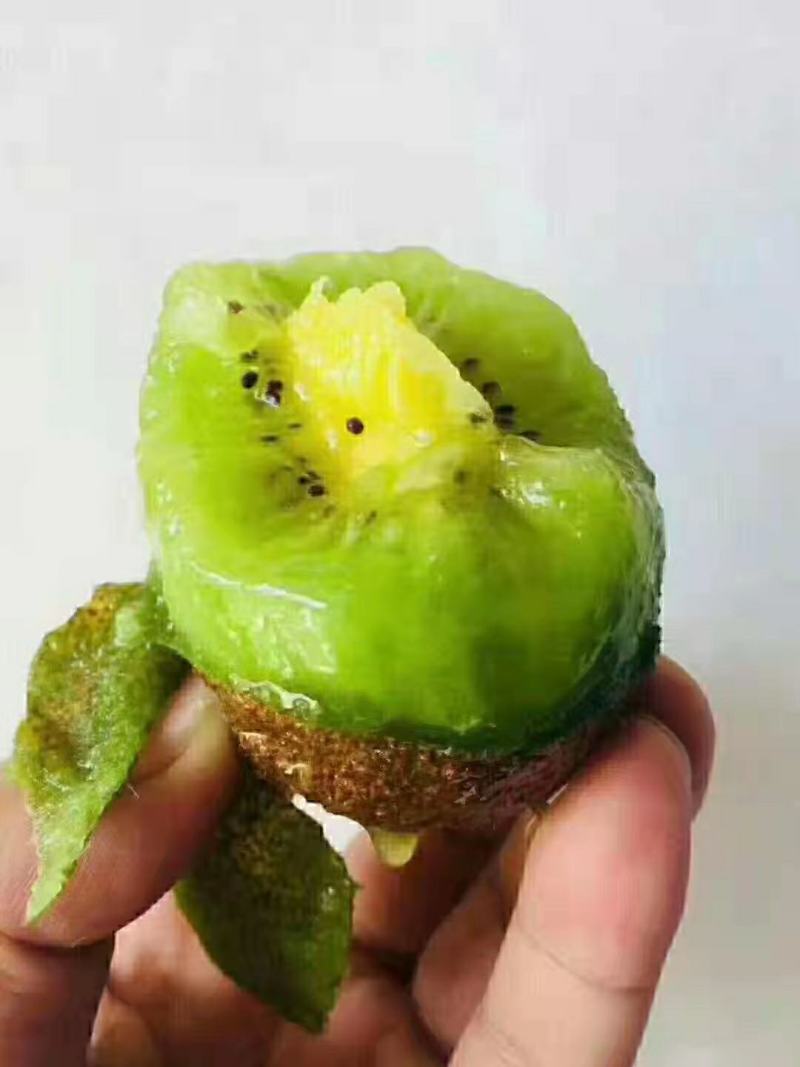 精品猕猴桃，高甜度猕猴桃大量上市，货量充足。