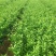 温州蜜桔苗特早熟蜜桔苗蜜桔苗温州蜜橘苗早熟蜜橘苗蜜橘苗