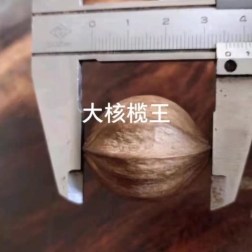 油榄苗黑橄榄苗乌榄苗大核工艺榄苗另有芽条出售