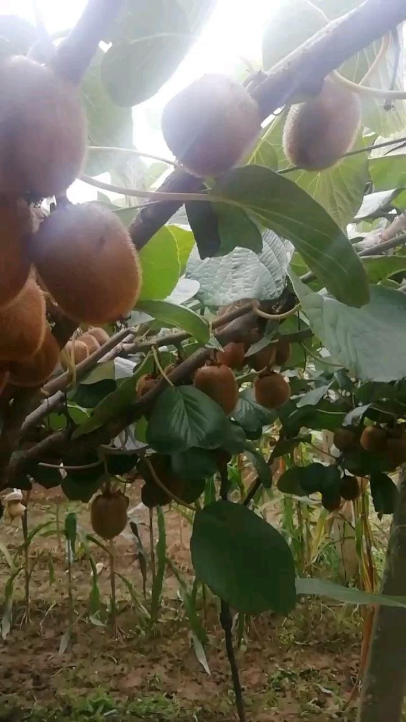 徐香猕胡桃