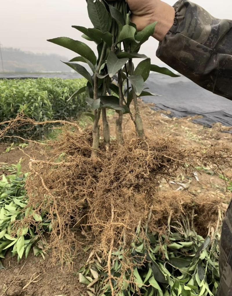 纽荷尔苗脐橙苗橙子苗橙苗纽荷尔脐橙苗纽荷尔树苗齐橙苗