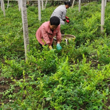 藤茶梵净山藤茶贵州藤茶显齿蛇葡萄叶