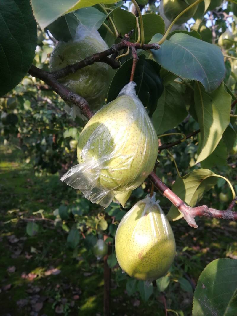 鸭梨膜袋脆，甜，无渣。正在热卖中，欢迎新老客户订购。