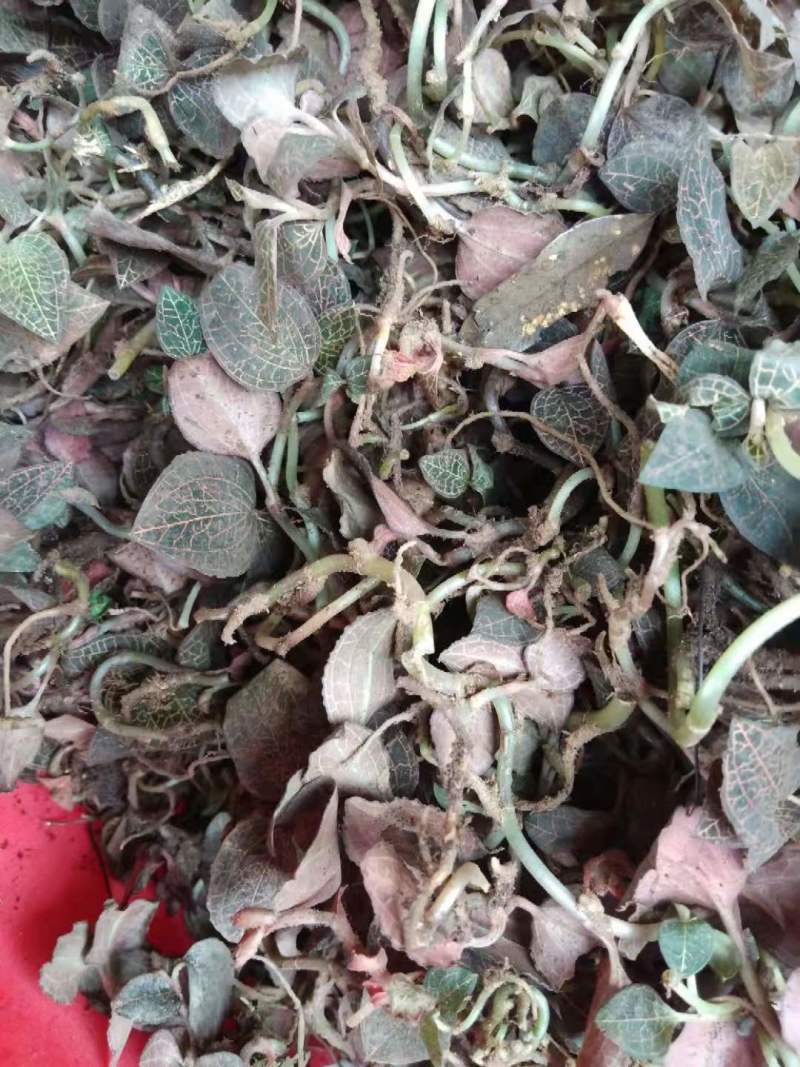 云南广西十万大山里金线莲