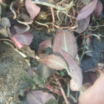云南广西十万大山里金线莲