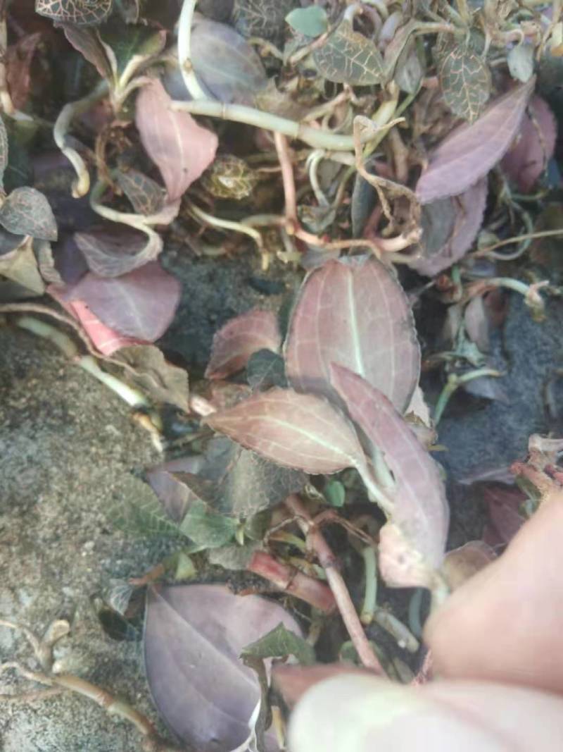 云南广西十万大山里金线莲