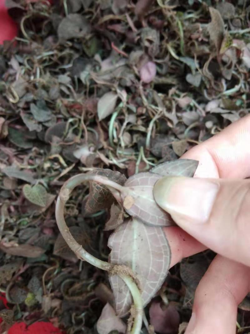 云南广西十万大山里金线莲