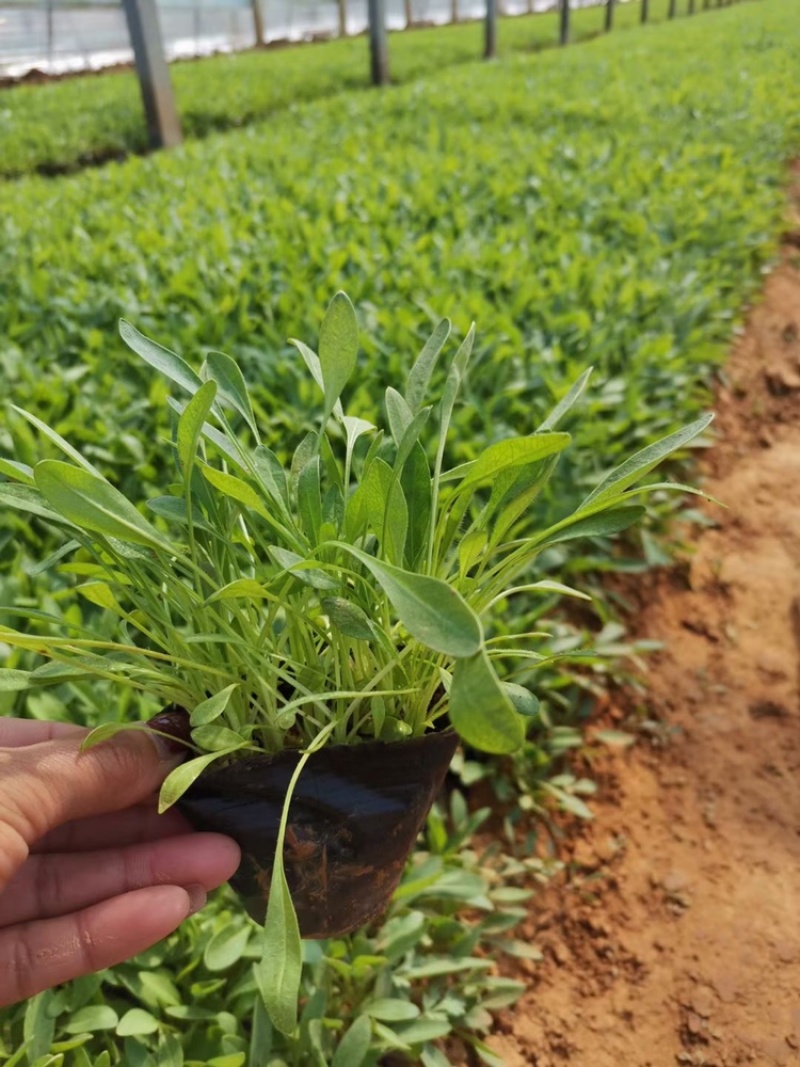 金鸡菊