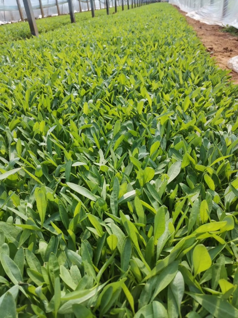金鸡菊