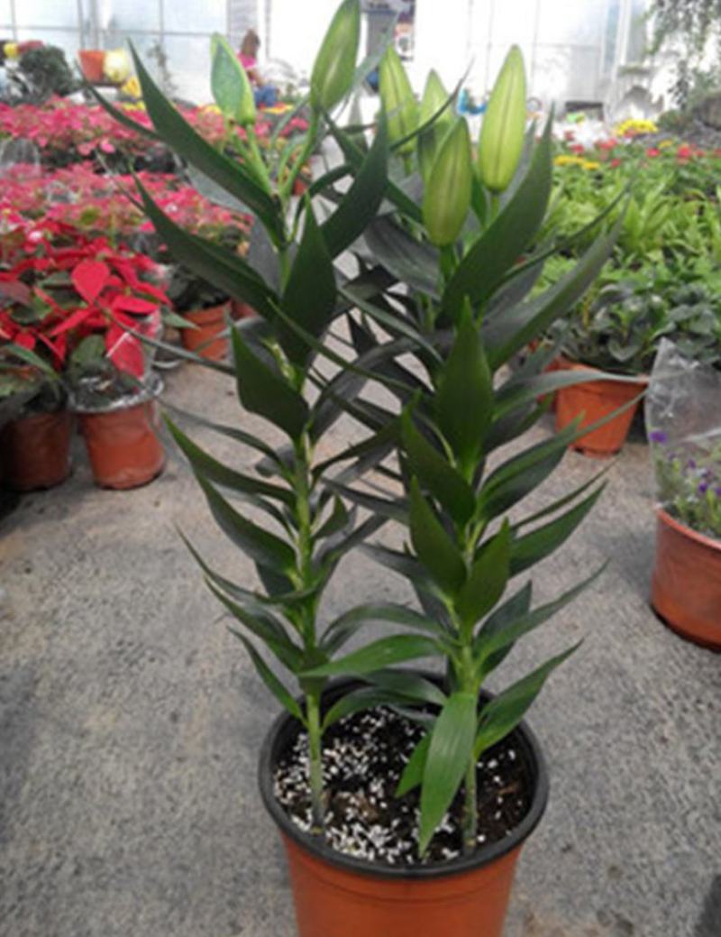 四季百合花盆栽阳台客厅好养香水百合室内观花植物